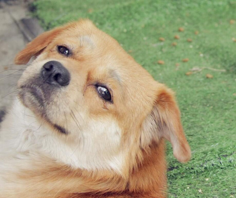 關(guān)注風(fēng)水學(xué)，讓你擺脫單身狗的命運