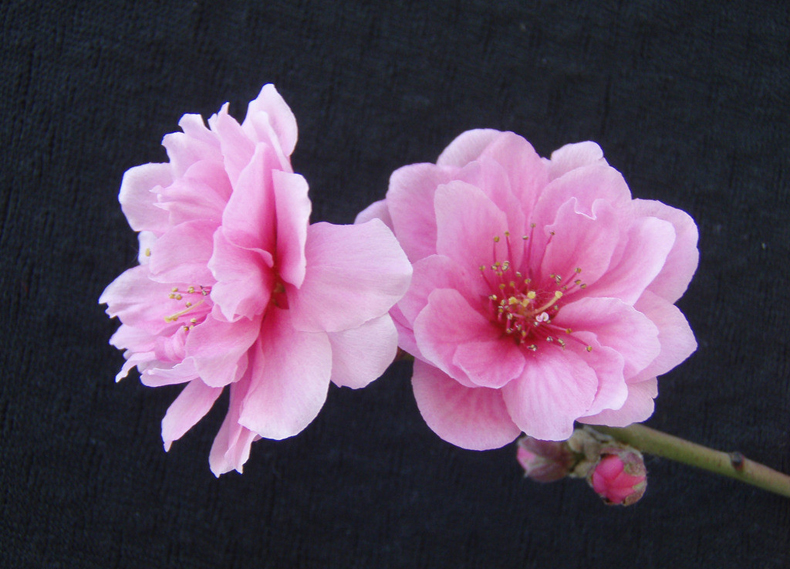 碰見爛桃花怎么辦？風水學幫你趕走它們！