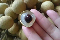 龍眼一天吃多少合適 吃多了會(huì)怎么樣？